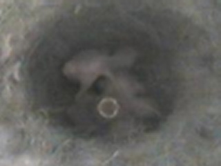 4 Chicks