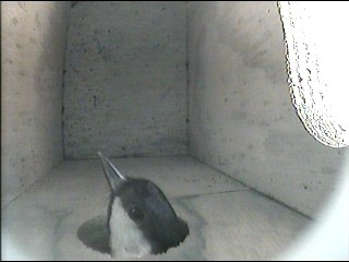 Great Tit