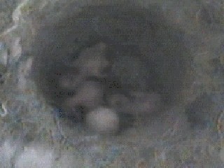 Three Chicks