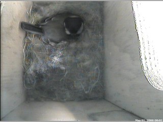 Back on the Nest 